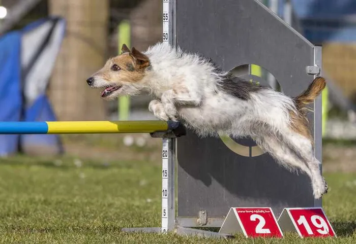 Chien Nina au milieu d'un saut lors d'une compétition d'agilité pour chiens