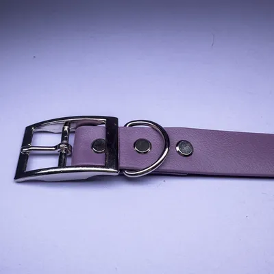 collier pour chien biothane